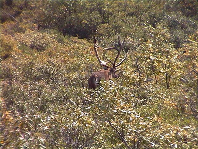 037_Denali_Caribou_3