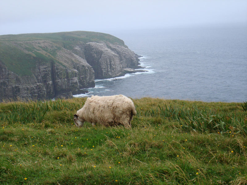 014_CapeStMaryPecora
