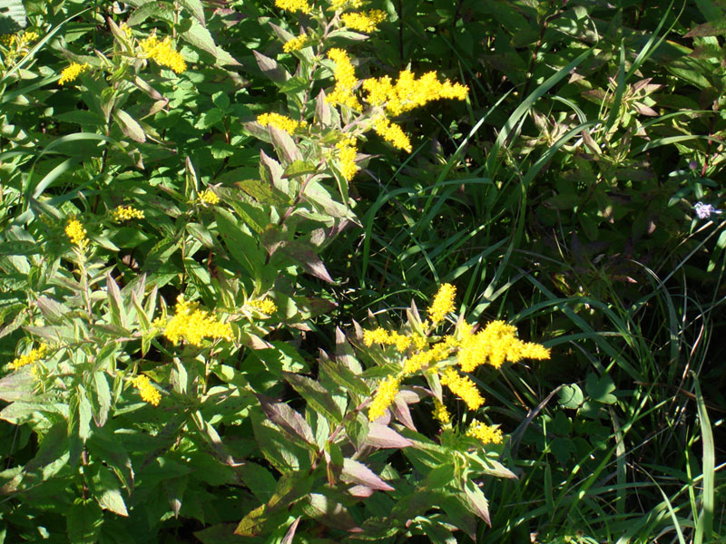 128_GrosMorneFioriGialli