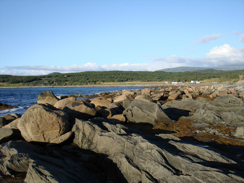 136_CowHead1
