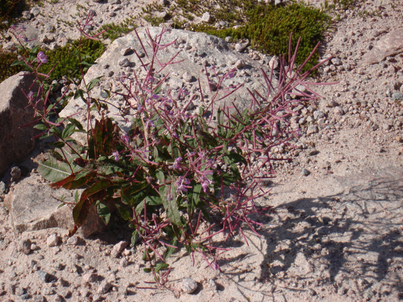172_LabradorFioreViola