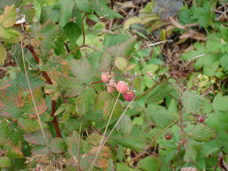 237_LarkHarbourLamponi1