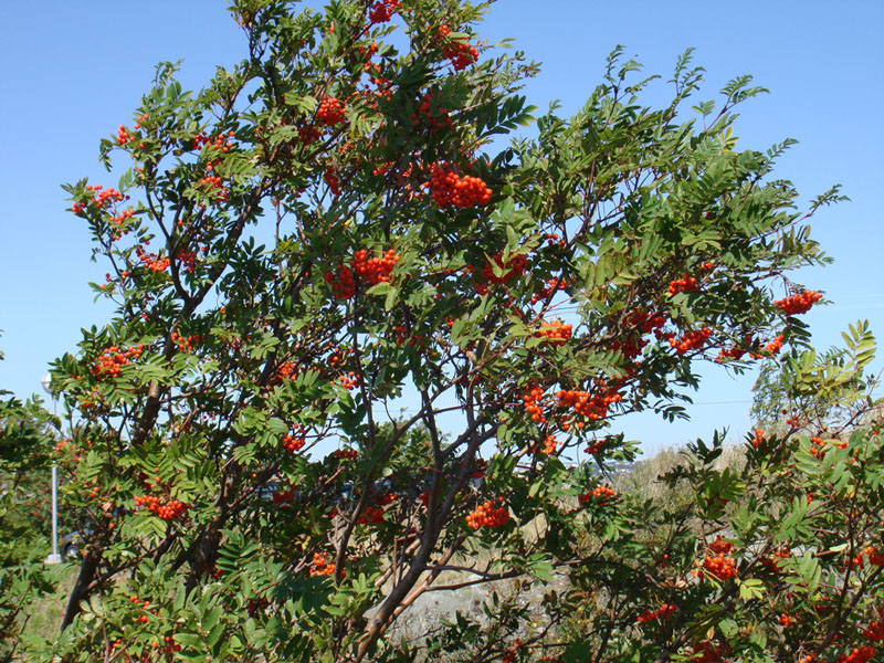275_StJohnBerryArancioni1