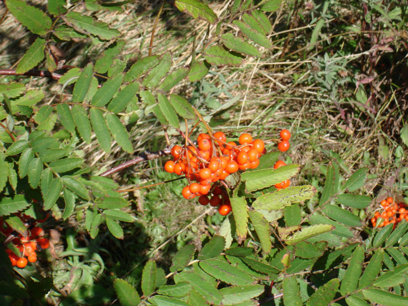 276_StJohnBerryArancioni2