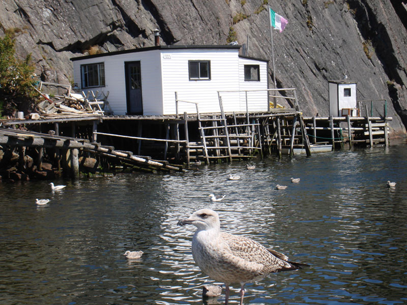 280_VistaQuidiVidiGabbiano2