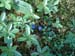 083_TerranovaBerryBlue