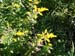 128_GrosMorneFioriGialli