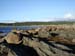 136_CowHead1