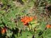 276_StJohnBerryArancioni2