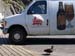 282_CamionQuidiVidiGabbiano