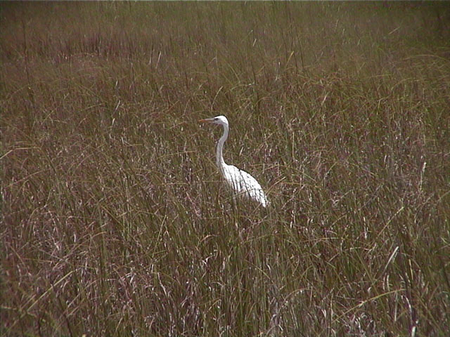 006_Everglades1