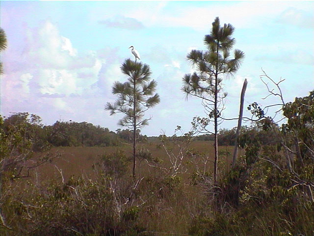 012_Everglades2