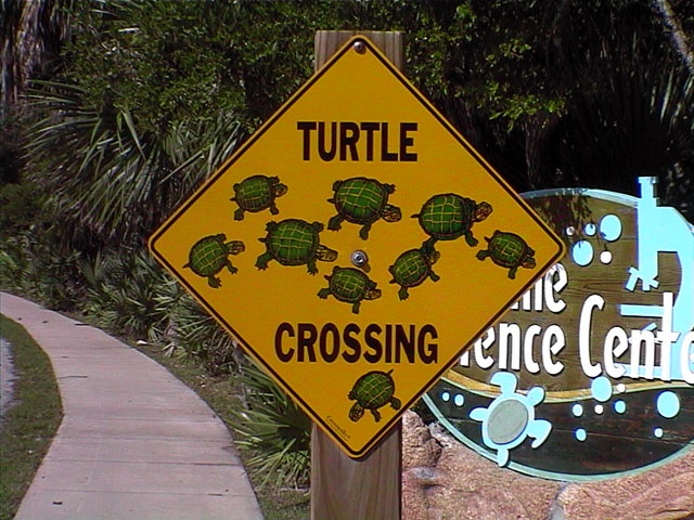 025_TurtleCrossing