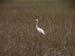 006_Everglades1