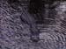 009_Alligatore2