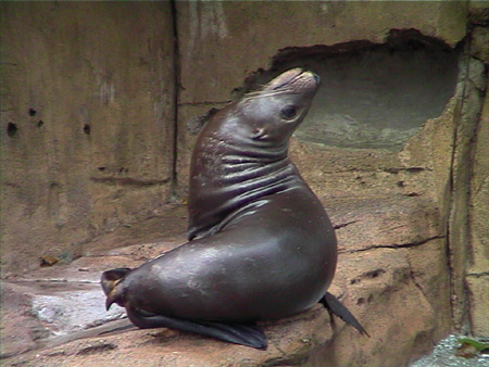 AcquarioFocaVancouver