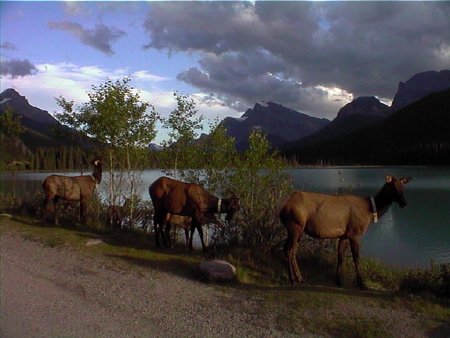 IcefieldParkwayAnimali2