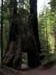 052_YosemiteSequoia_2